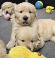 Fluffy Golden Retriever Pups 