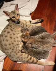 Tamed Exotics cats. (Ocelots,  Caracals and F1 - F2 savannah and S